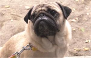 まだ結婚できない男のパグ犬たつおの演技が上手い!本名は田中