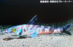 fish,photo