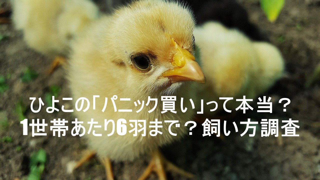 chick,photo