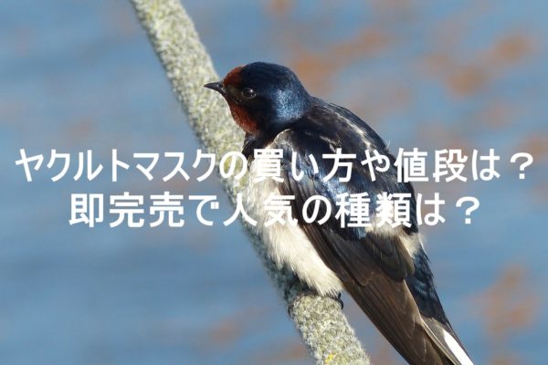 bird,photo